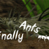 Finally ants