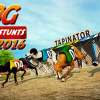 Dog race and stunts 2016