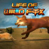 Life of wild fox