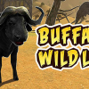 Buffalo sim: Bull wild life